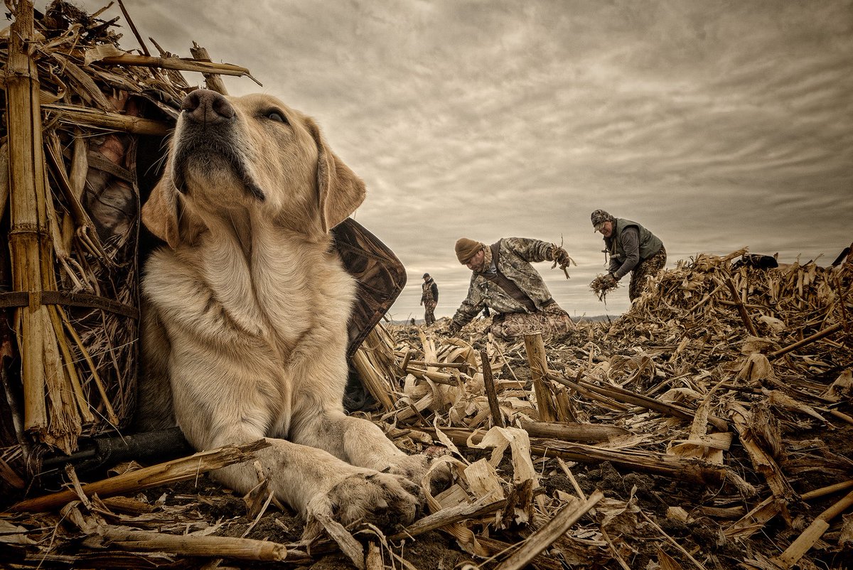 FieldandStream's tweet photo. The best duck hunters have four legs. https://t.co/20NIwr7Zno