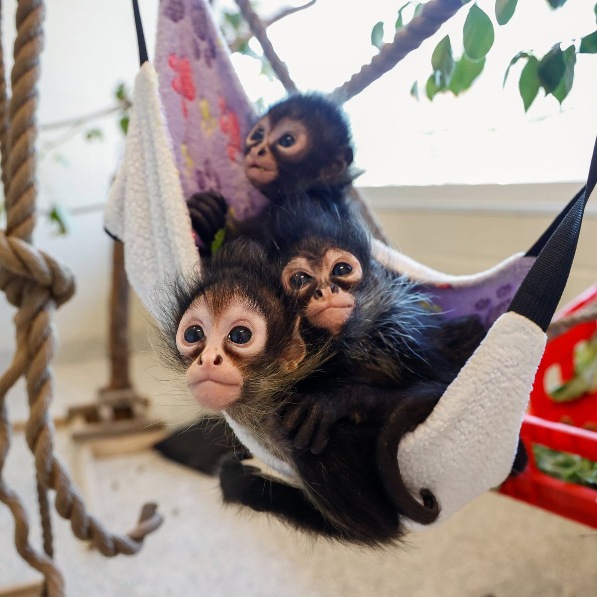 0xCryptoshi's tweet photo. You would have to really hate money to fade these 3 monkeys

Miso, Matcha& Mei or $MMM

These three baby Mexican spider monkeys were saved from the illegal wildlife pet trade and have now settled into their new home at Nashville Zoo

@NashvilleZoo is getting the fees through @donatedotgg crypto off-ramp

Could be next punch let’s see 👀