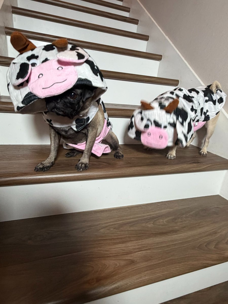 MarkKrockover's tweet photo. Flashback Friday to when we dressed as cows and went to @ChickfilA #GiGi #GiA #GiGiandGiA #DoubleTrouble #PugsAndKisses #Pugs #Dogs #Cows #ChickFilA #Friday #FlashBackFriday #FBFriday #FBF #FridayMotivation #FridayThoughts #FridayVibes #fridayhumor #FridayMiddayShow https://t.co/OSqPwkPtNd