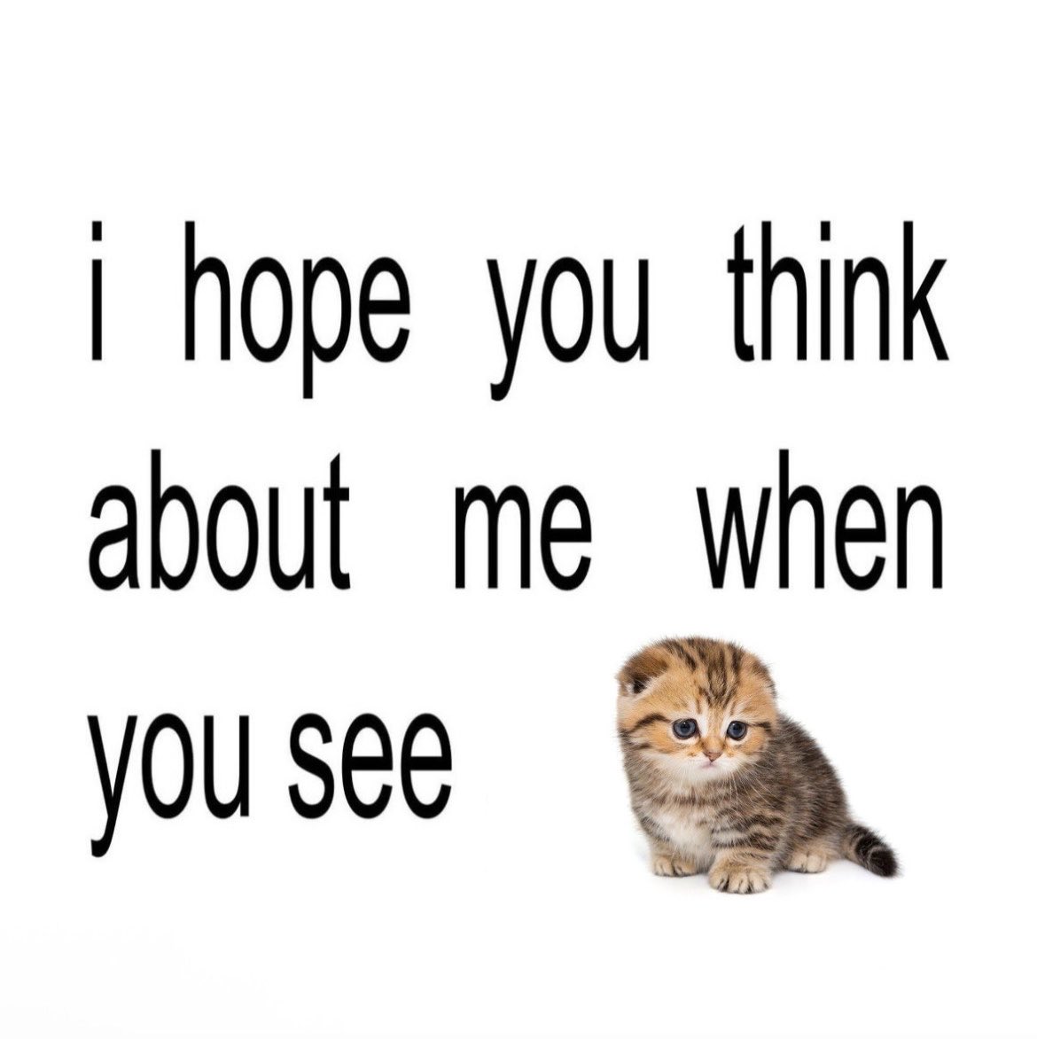 softsunseet's tweet photo. #cats https://t.co/MRHH4Jt3oq