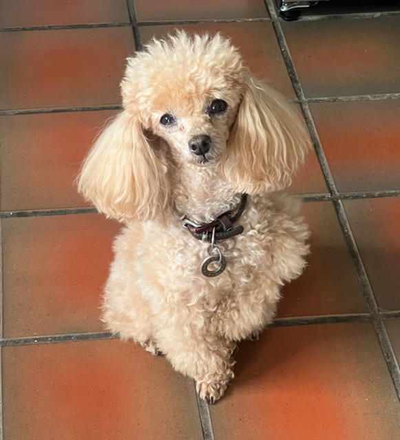 millypod1's tweet photo. 🆘20 AUG 2026 #Lost Teddy #ScanMe
Poodle: Toy Male POSS INJURED. PLEASE SHARE.
Upper Halliford Road #Shepperton #Surrey #TW17
https://t.co/mClDI7kscJ https://t.co/MCRNCsaghG