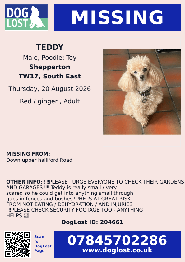 millypod1's tweet photo. 🆘20 AUG 2026 #Lost Teddy #ScanMe
Poodle: Toy Male POSS INJURED. PLEASE SHARE.
Upper Halliford Road #Shepperton #Surrey #TW17
https://t.co/mClDI7kscJ https://t.co/MCRNCsaghG