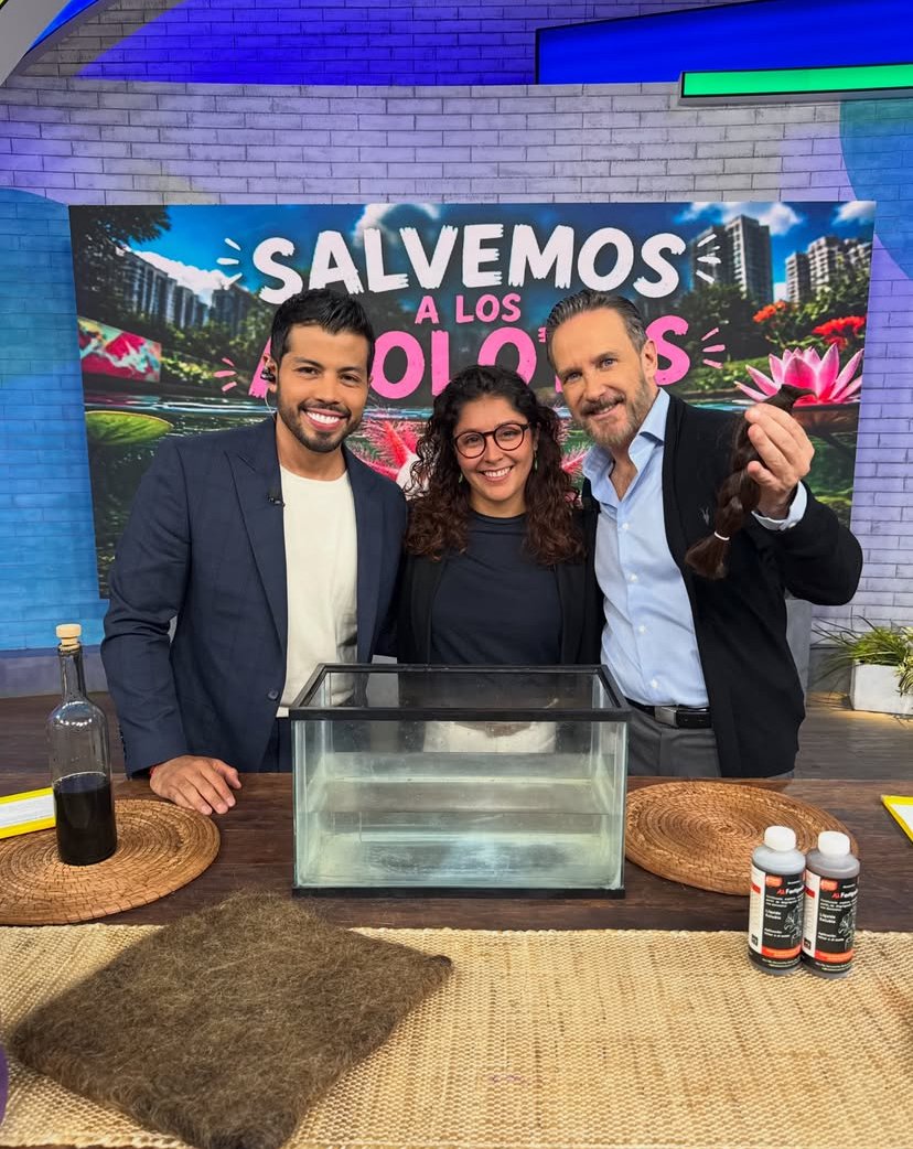 MatterOfTrust's tweet photo. Well done to Constanza Soto from Matter of Trust Latam for supporting #SaleElSolSol and for showing how hair could save the ajolotes! https://t.co/JkJqKF6OGx