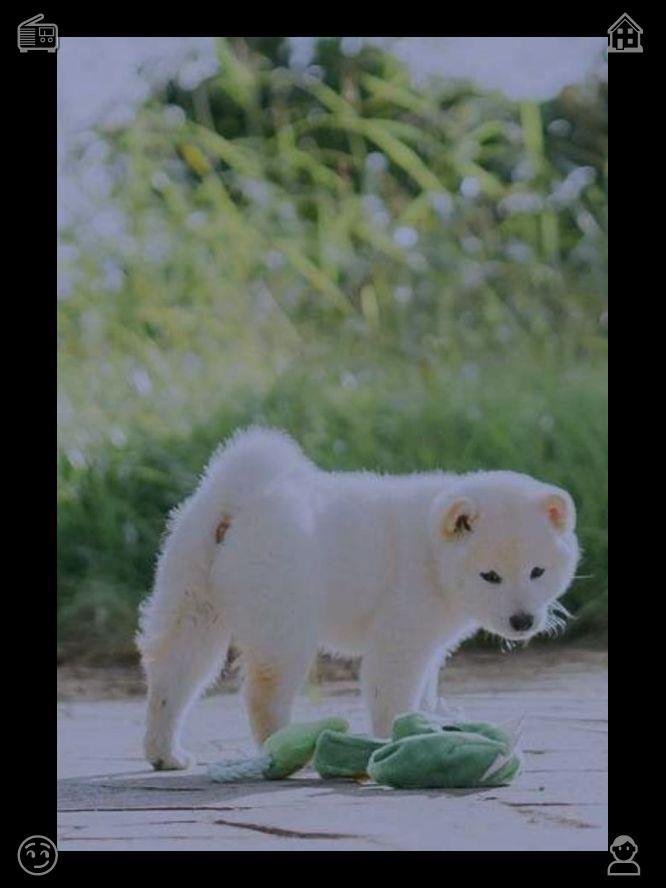phringproh's tweet photo. 🥑A canine by the shorelinePlastic spoon intended for sweets596783Bottled apple vodka, prepared and ready https://t.co/Xu8rVnn0ro