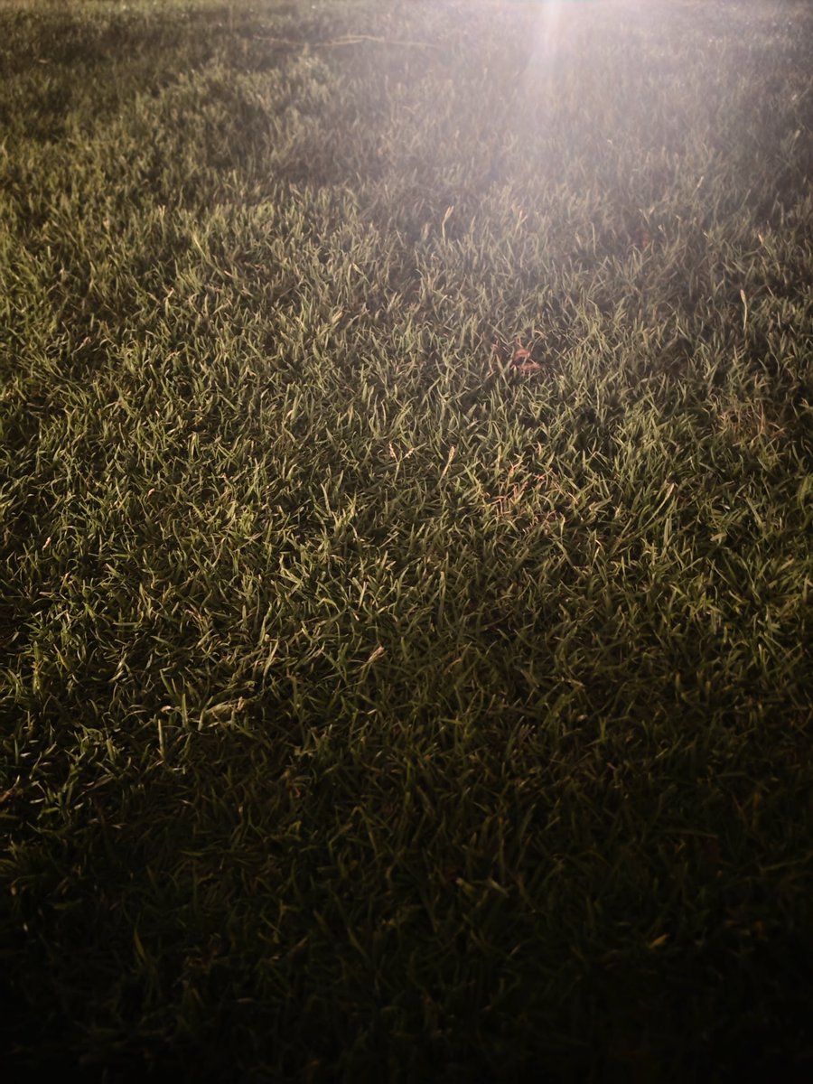 Astubentiger's tweet photo. sitting on grass wondering how can I become it https://t.co/GSxVVpYK0W
