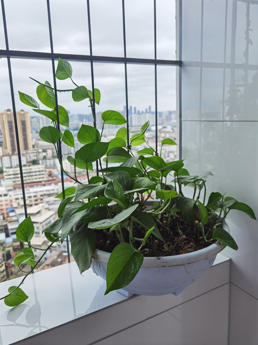 KuffourPrince2's tweet photo. Need your pothos or snake plant looking lush Just rotate it 1/4 turn weekly for even sunlight growth—super easy green hack! https://t.co/2VPseYKYNE