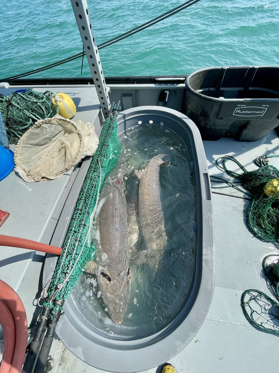 FishBio_Briggs's tweet photo. We wrapped up our week of Lake #Sturgeon trawling on #LakeStClair today and were able to get the rest of our acoustic telemetry tags into fish! 

#GreatLakes https://t.co/GHIOz9Idgb
