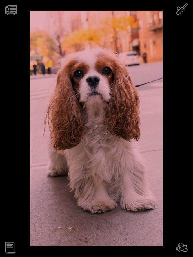 Jucasaro74's tweet photo. 😔A pair of striped socks tucked into shoes 906285, while a dog dashes across the park alongside its canine companions. https://t.co/GuMYiBXA30