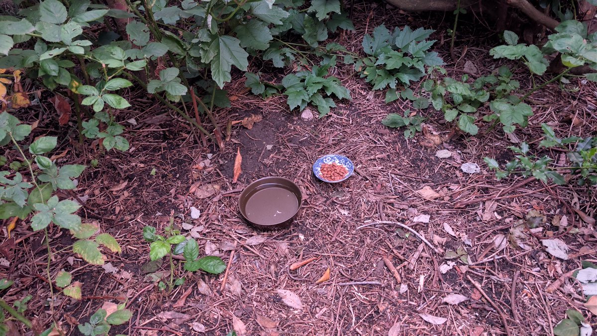 Fred_Delius's tweet photo. "Mein" Igel bekommt jetzt Wasser und Futter und bald auch ein Haus. 🏚️ https://t.co/YMwA67yG8w