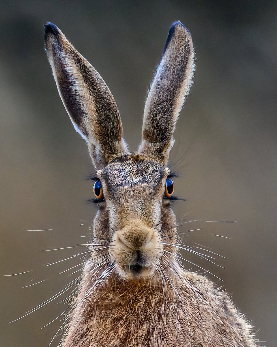 SW_PhotoNature's tweet photo. Love the symmetry of those eyes 👀 https://t.co/0zMBMwc5V7