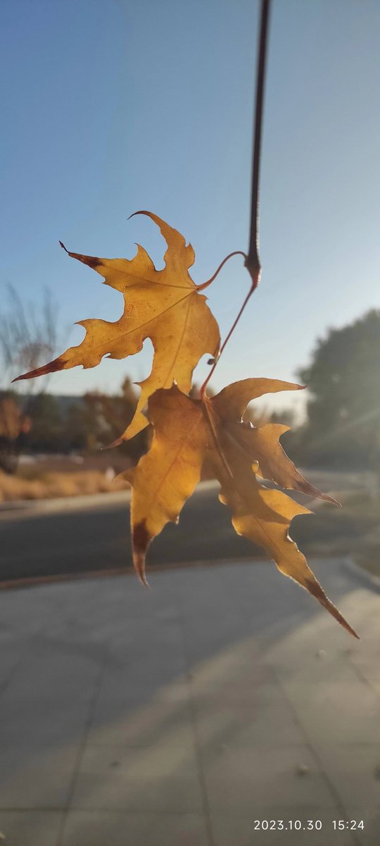 AshikiMd's tweet photo. Bright autumn morning breeze brings crisp maple scents—sipping warm coffee while watching leaves dance, perfect little weekday joy ， https://t.co/bIblDgmxqk