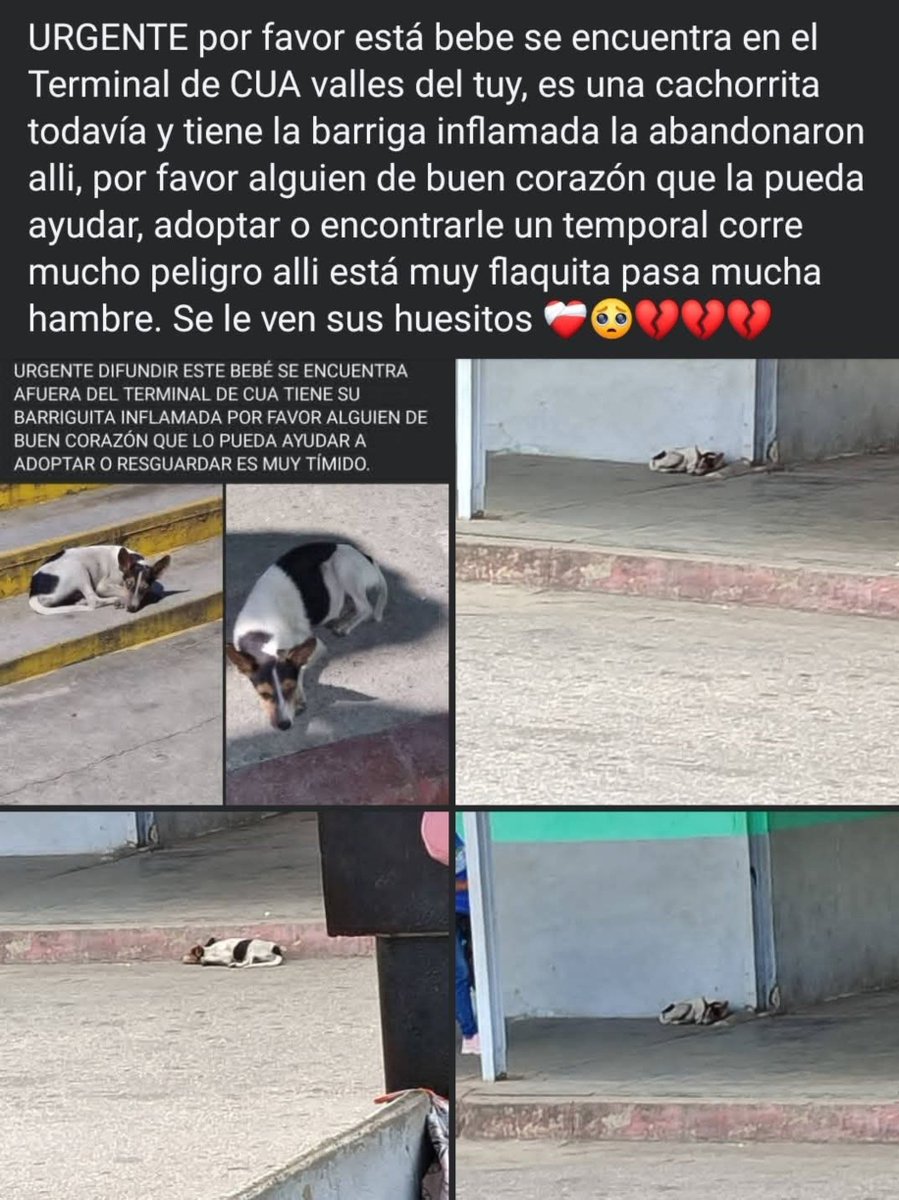 PerroUsuario's tweet photo. Solicitan ayuda y resguardo para esta pequeña que está en alto riesgo en el Terminal de Cúa-Valles del Tuy https://t.co/lnpWCQGD4S