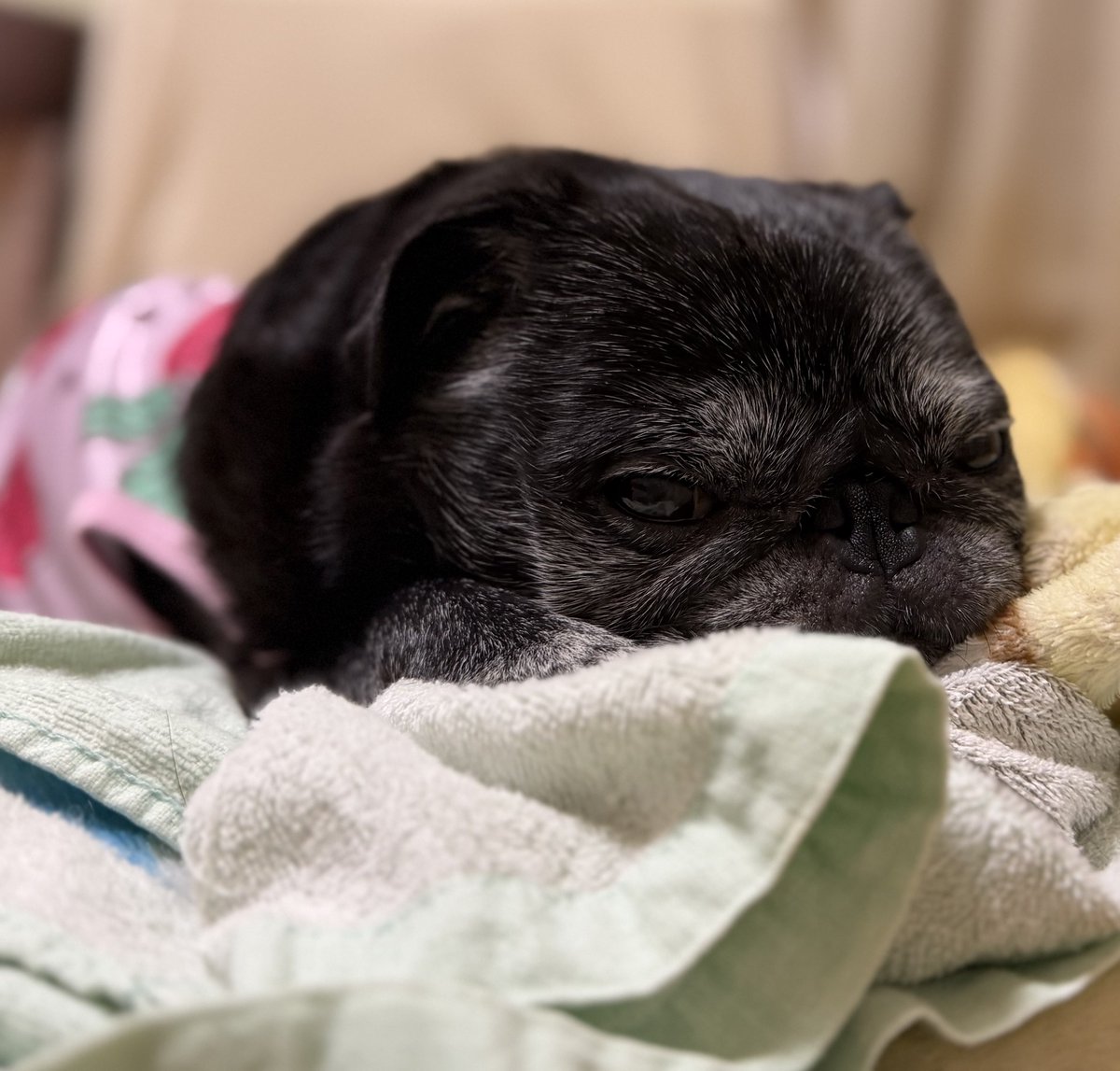 abababa365x's tweet photo. ぺちゃんこあんちゃん、略してぺちゃん🐶笑
#パグのあんちゃん
#ロマサガ犬部 https://t.co/Kqq6bi8Zz8