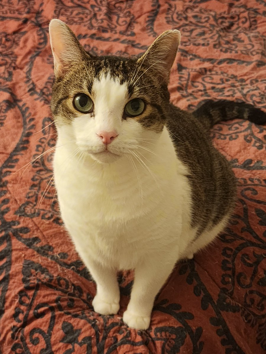 Slayerx1323's tweet photo. Pretty boy Binx 😸 https://t.co/fWtrX4h7zW