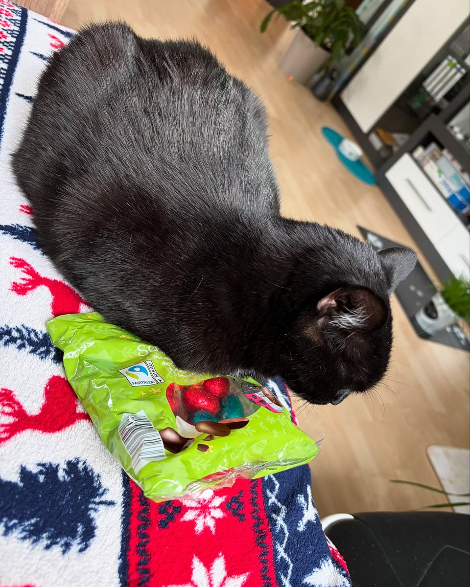 madameschnurr's tweet photo. 🅗🅐🅟🅟🅨 🅦🅞🅡🅛🅓 🅒🅐🅣🅢 🅓🅐🅨 🐈‍⬛🌍

Please check out your local organizations and shelters, help them with a little coin 🪙 and support them on Instagram, TikTok and Co. 

And here are some pictures of Kaya and her new box for World Cats Day🥰
.
.
.
.
.… https://t.co/IHv92IjpBx