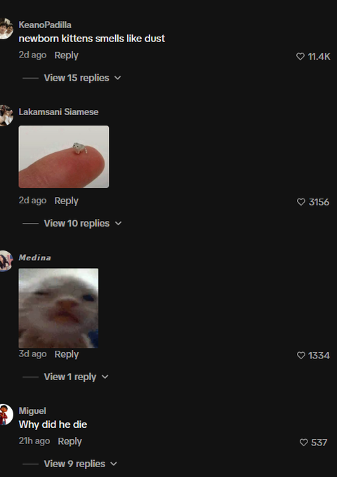 jon_sol_'s tweet photo. I think I just found something that can be a simple animal runner that we need again

There is a baby cat that makes a new noise that the creator calls:

ao

the comments are memeing it like crazy as well and it reminds me of the "mao" cat we once ran to over 60 mill

no name, just a simple cat meme

https://t.co/BZtRbck4nZ

over 1.8 million views in just over a day