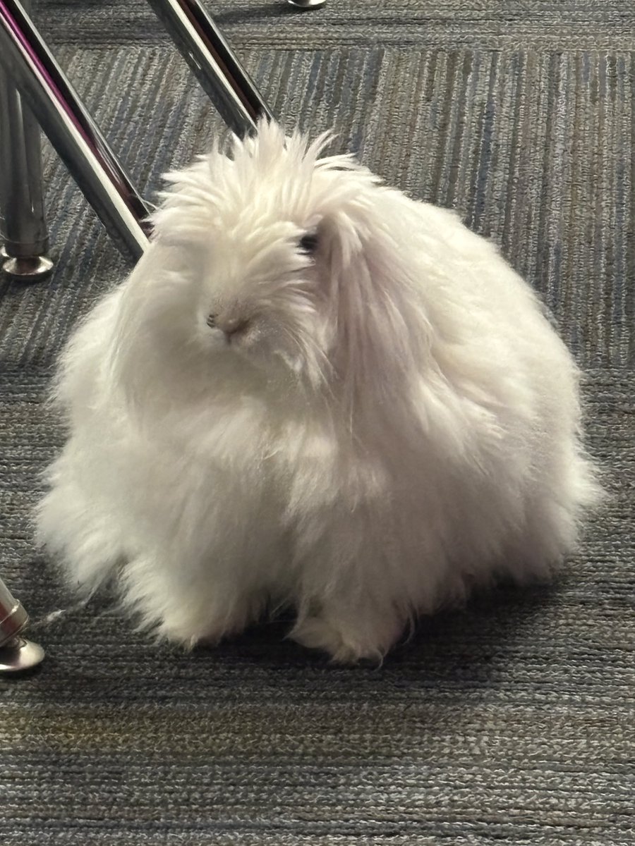 avampirezkizz's tweet photo. @Ab_sedEyef_l she just got a haircut, she used to be fluffier!!! shez an angora mix so she haz to get her hair cut every once in a while cuz it doesnt stop growing. thiz waz her before her haircut!!! https://t.co/P2uYzMEcFi