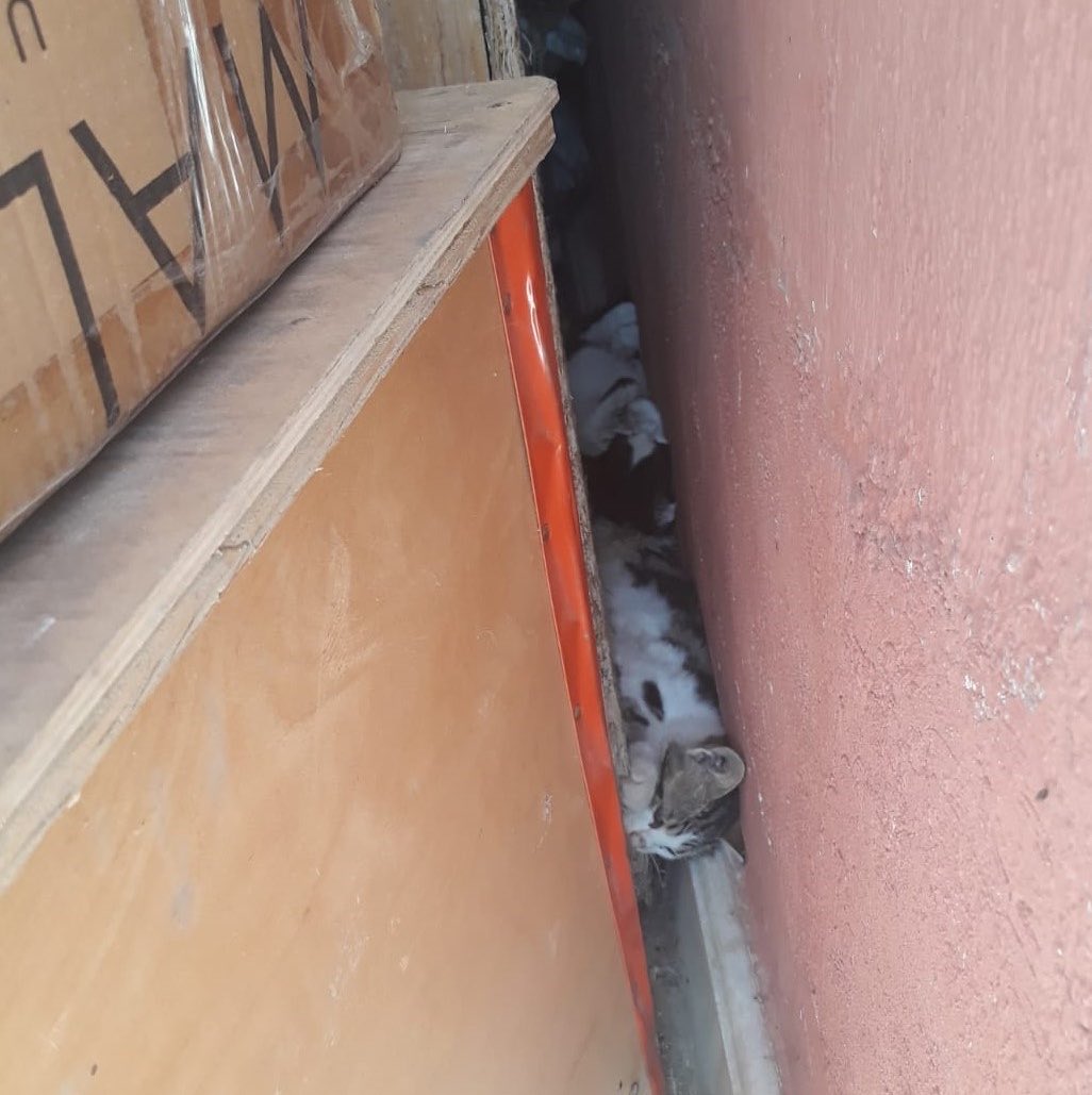 siyahsancakx's tweet photo. 🔴 Denizli’de kimliği belirsiz kişilerin zehirli tavuklar kullanarak sokak hayvanlarını öldürdüğü iddia edildi. https://t.co/ld20Yea6Ky