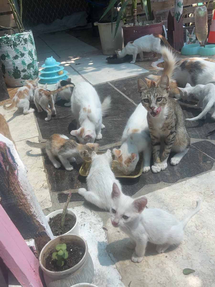 RescueCare's tweet photo. This is what we are fighting to protect.❤️🐾

Full bellies. Tiny paws. A safe place to live.

In Gaza, even an ordinary morning like this feels like a small victory.🇵🇸🌱

Please, friends, help us keep their bowls full and their shelter a safe place to live. Every little bit of support helps us care for them another day.🙏🐾

🔗 PayPal:
https://t.co/eL95czBcm6

🔗 GoFundMe:
https://t.co/hYA2hXUDDU

#Gaza #AnimalRescue #SaveAnimals