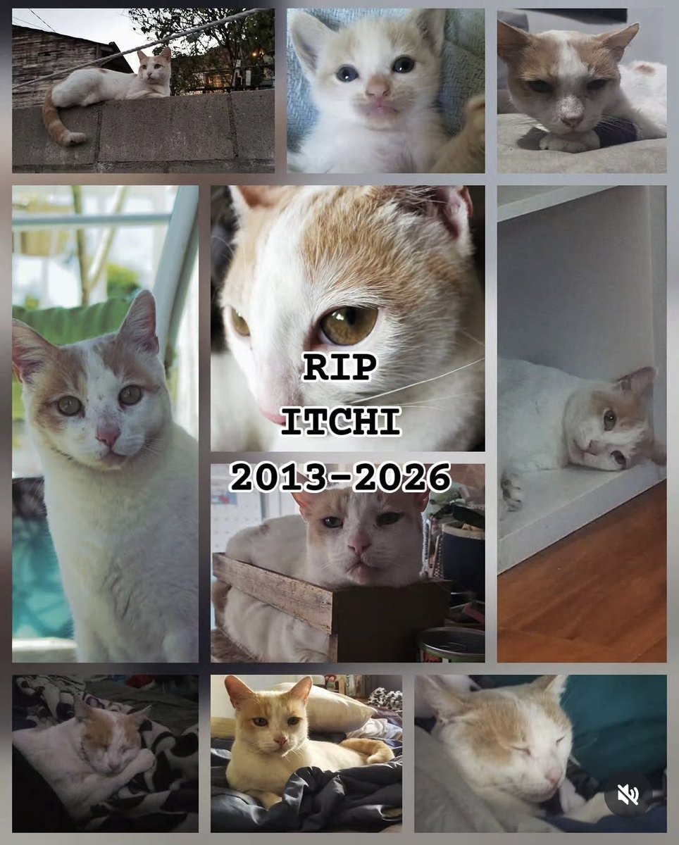 viral_rg's tweet photo. Rest in peace itchi the cat... you came into my life during a very toxic phase. And you were there when the toxicity was melting down. Sometimes you had your own toxicity, but You were always the only toxic relationship worth saving. such a sweet boy I love you &amp; i'll miss you https://t.co/kaaUnw16lC