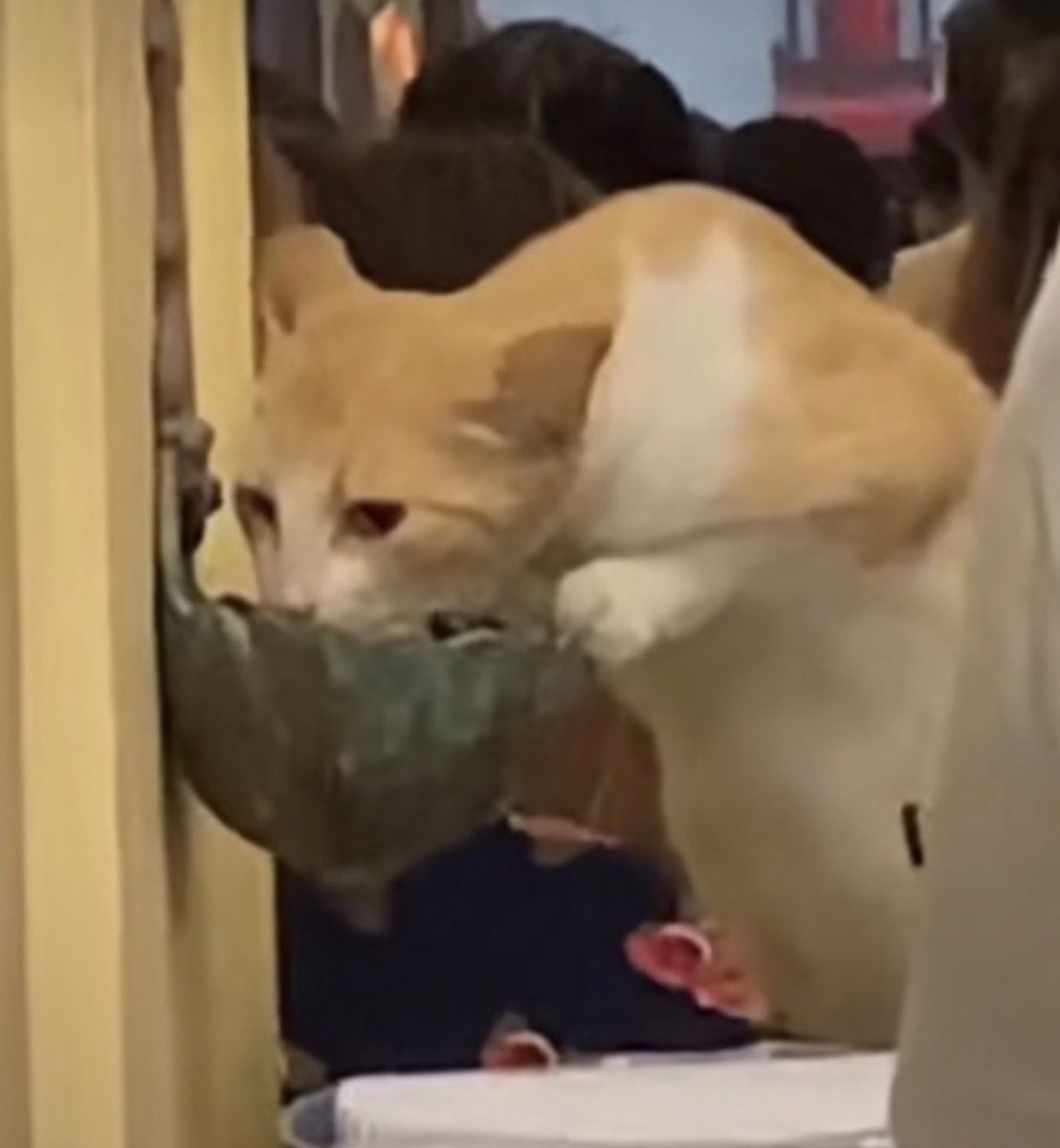 animal_kyawa_'s tweet photo. 教会のミサ中に聖水をガブ飲みしてる猫。
 究極に清らかな猫が誕生した https://t.co/F4snFHcJc2