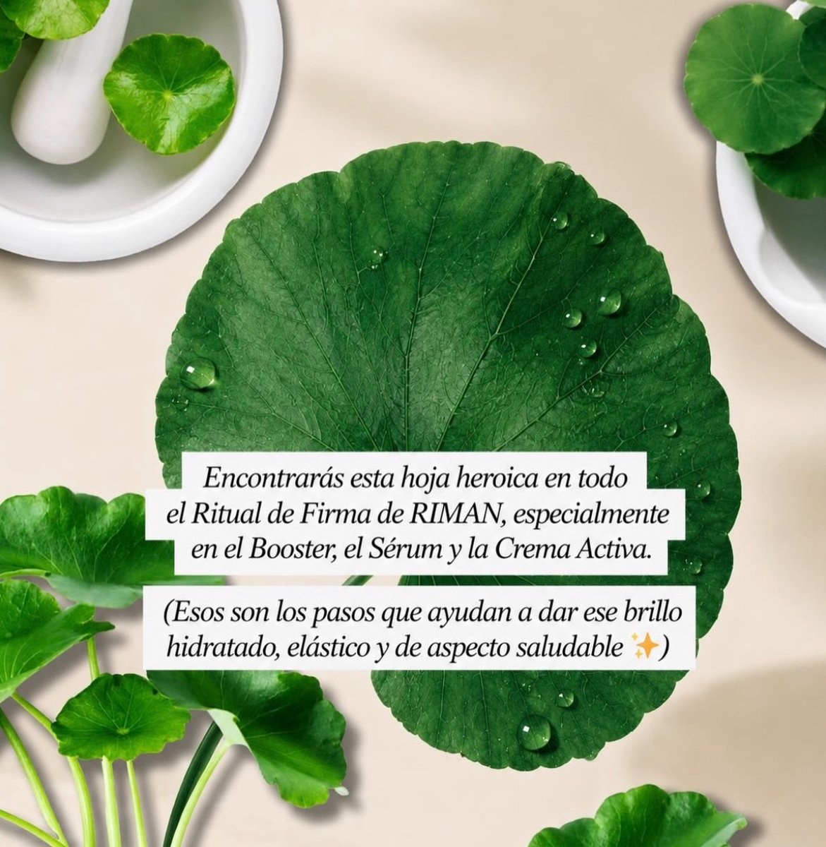 kiz_kandy's tweet photo. Have you heard about the leaf behind the glow? Meet BYoungPool, the ingredient behind much of RIMAN’s magic: a powerful form of centella asiatica that helps calm inflammation, strengthen the skin barrier, boost collagen, hydration, and repair https://t.co/vTe3ZXhIoz