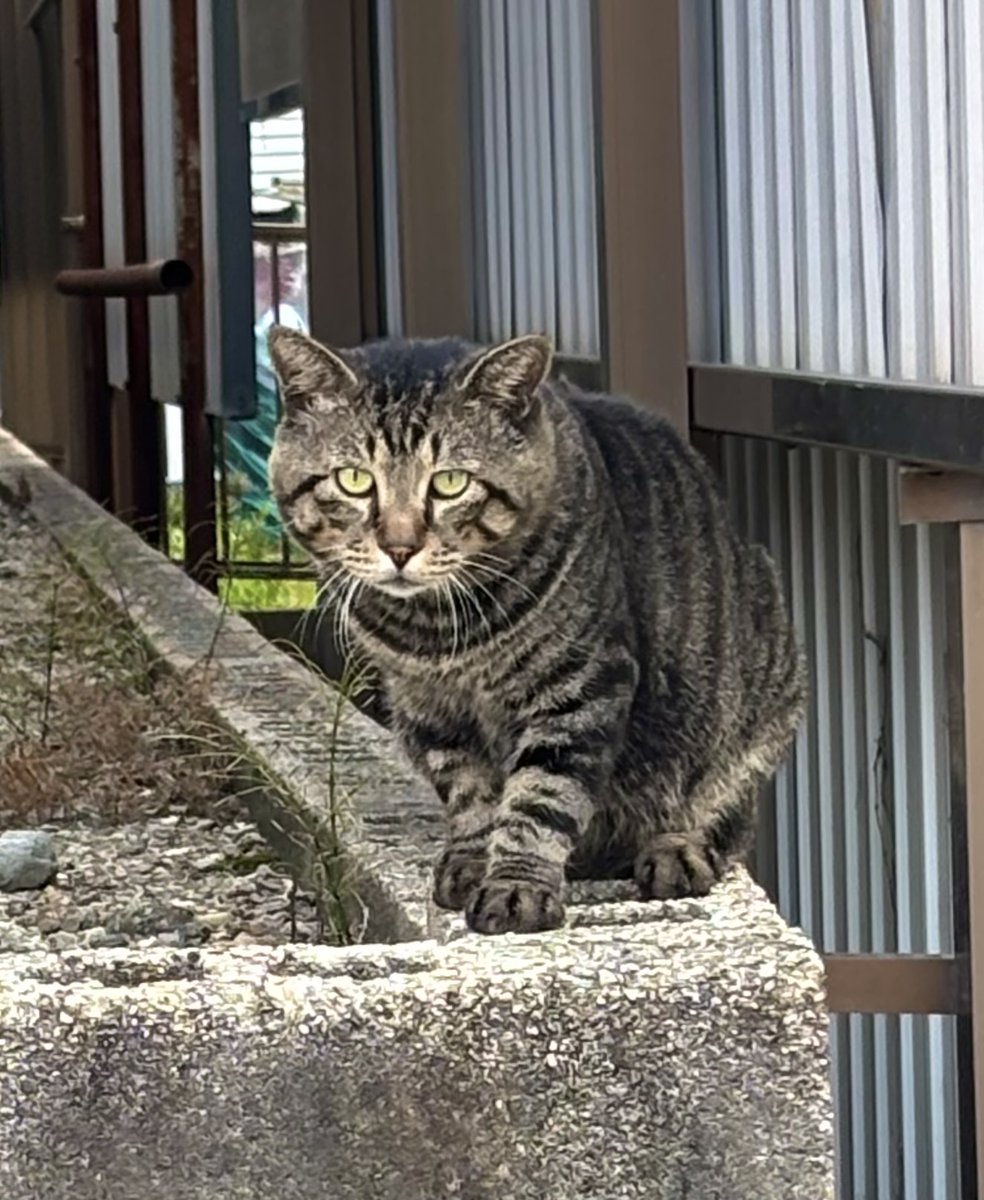 Toyo_ne's tweet photo. キジトラにもおはようって言った https://t.co/9NrY1nQHfr