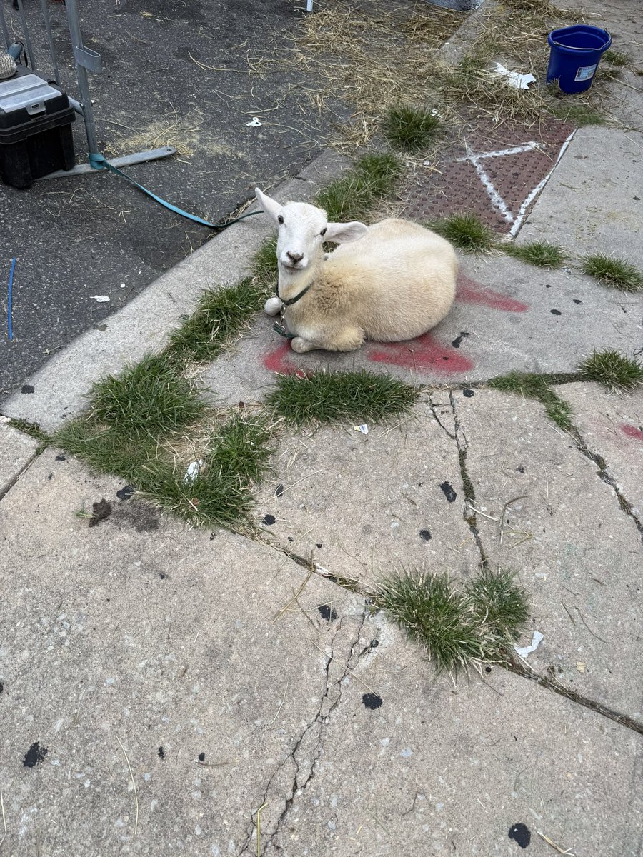 _ourt's tweet photo. south philly block parties are so random https://t.co/Xx6d0q8Nxv
