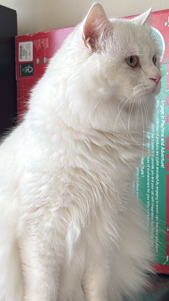 Stephanielam5's tweet photo. My nails are concert ready~ also I’m staying with cousin and her 2 cats… yes I’m allergic but so what? I got medicine for that. Cats are worth it. https://t.co/nZyItwjzUr