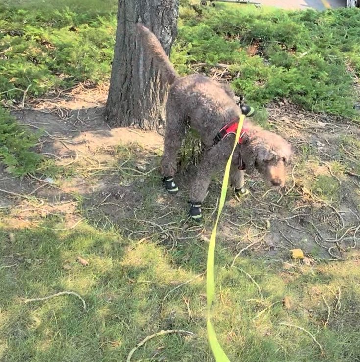 Ryan_the_Spoo's tweet photo. Was I #bushpoop or #bushpee duties today? No one will ever know! #spoo #spooper #spooinboots https://t.co/klKT966wI1