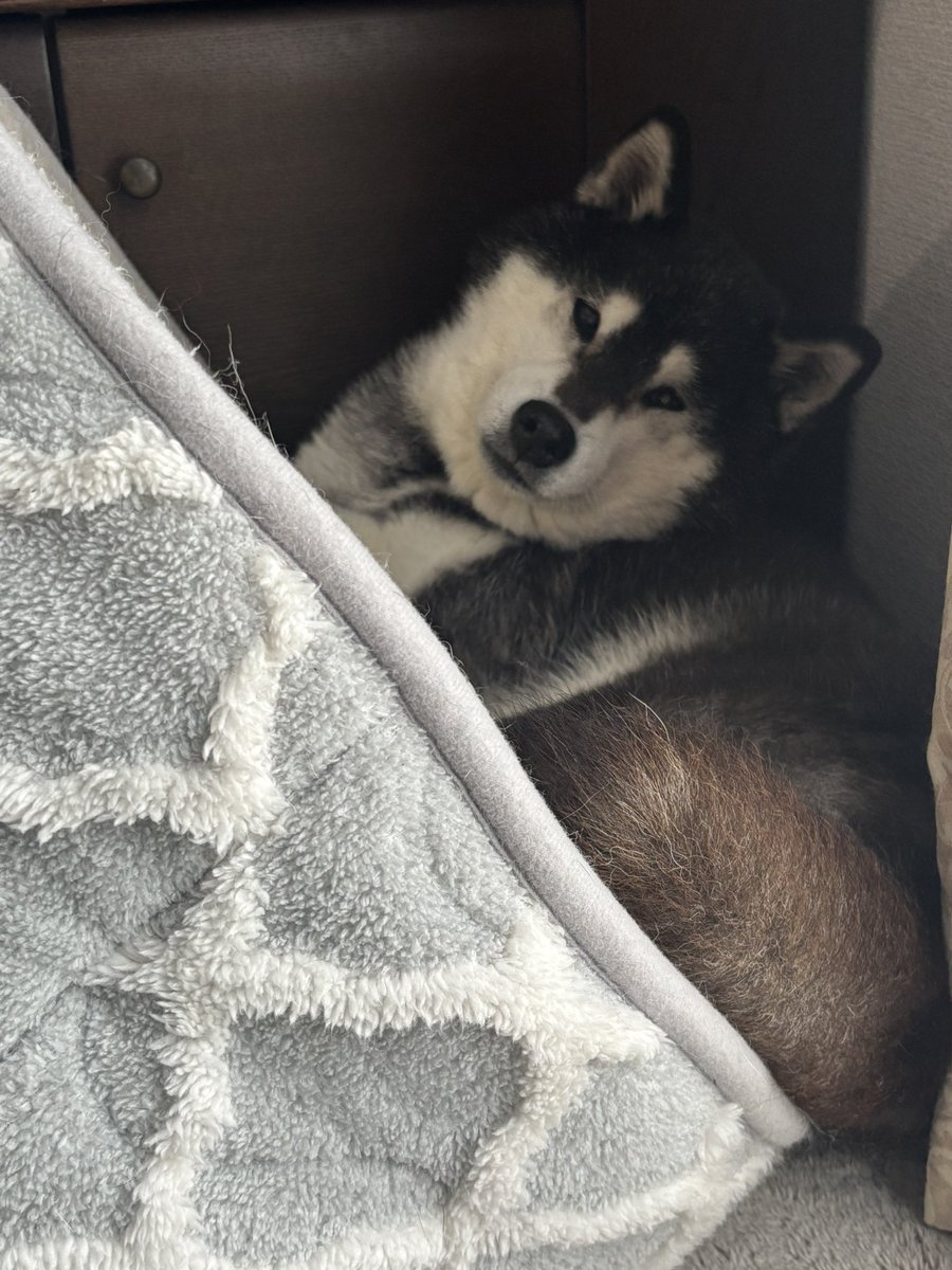 _debigo's tweet photo. 万バズありがとうございます🥲 彼氏と喜んでます(ᴖ ̫ᴖ  )♪

うちの可愛いお犬も見てってください🐶
あと2日で15歳🎈 https://t.co/ZrXnTUrF7F