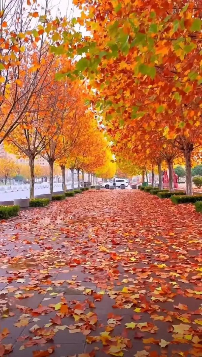 AfaOmr's tweet photo. Just a quiet moment caught on the busy city street—autumn leaves dancing in the wind, locals rushing by with their daily routines. Street life’s little magic https://t.co/ypECoGnyxH