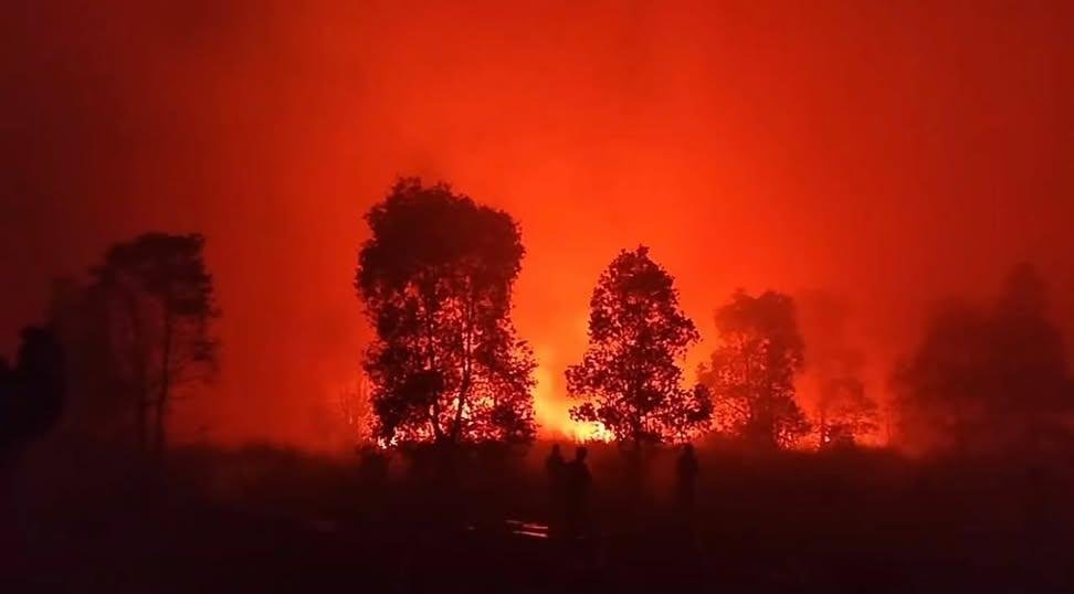 Not_eaJPark's tweet photo. guys, kalau kucing pake stroller yg dijaga byk ajudan bikin kita merasa simpati, aku percaya kalian juga bisa simpati dengan hewan-hewan di hutan kalimantan yang jadi korban kebakaran hutan. per pagi ini sudah ada banyak temuan hewan mati terbakar 🥺💔 #PRAYFORKALIMANTAN https://t.co/NGyXUiaIEa