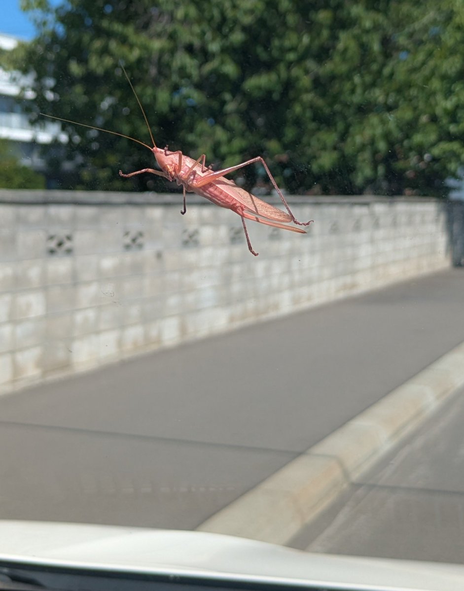 ebinayasunobu's tweet photo. 車の上に真っ赤なバッタが？
と思って調べたらキリギリスの仲間「クビキリギス」でした。普通は緑や茶色ですが、数千匹に1匹の確率で生まれる超激レアな突然変異（紅色型）らしいです🚗
おもちゃのようですね😅
皆様にも何かいいことがありますように！
#クビキリギス #ピンクのバッタ #突然変異 https://t.co/64zH2EbAIX