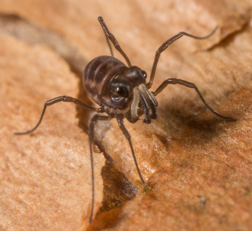 natural77384672's tweet photo. Superfamily Acropsopilionoidea https://t.co/9O8H0XX1VD