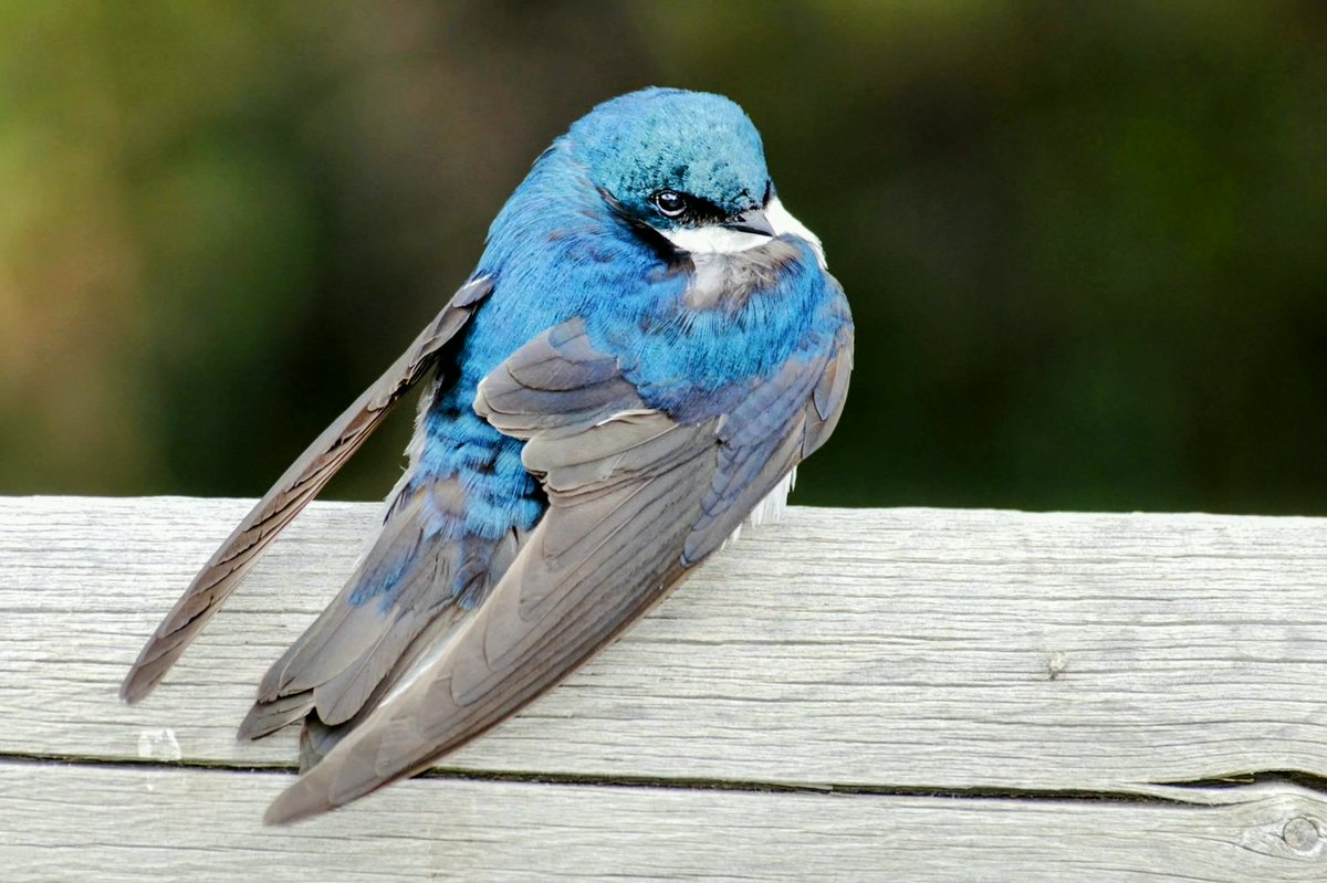 SarahLopezmkp's tweet photo. Tree Swallow
#BirdsOfTwitter https://t.co/W2uJy5nPBm