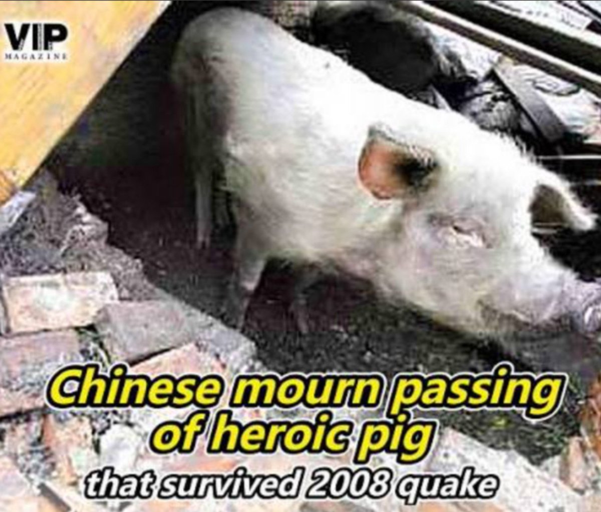 dusty_bumps's tweet photo. brings a tear to my porcine eye https://t.co/BKD3KNQTrO