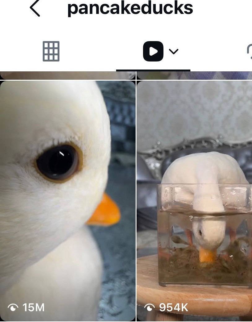 larryislockedin's tweet photo. I think have a GIGA cook... I officially onboarded pancakeducks who is the owner of $DAFUAN the Duck!

They were never onboarded correctly into the space so I'm making sure they get 100% of fees and it's done right

$DAFUAN gets MILLIONS of impressions and is one of the most viral/well known ducks for it's famous side-eye look, which is ALWAYS being memed

The owner agreed to put the CA in bio and support the project so we're in good hands!

I'll be dexing this at 15k 🦢

IG: https://t.co/LN5JR3MLLt

VIRAL EXMAPLES:
https://t.co/mP8JcaRS5z
https://t.co/a5XjIfdbSI
https://t.co/4Cfuz7jiDP