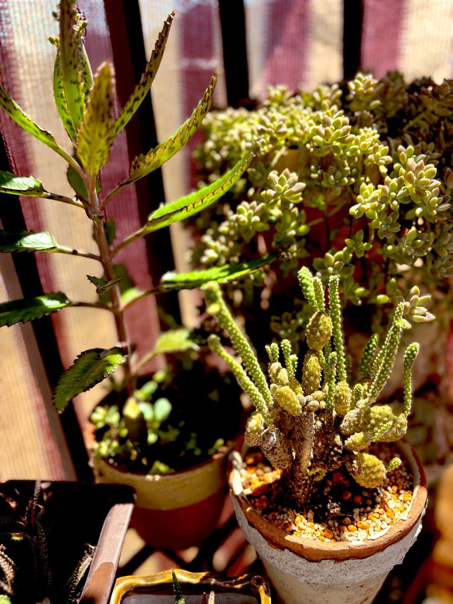 Rieee1967's tweet photo. 枯れかかったり
徒長した植物🌿

植え替えて
2~3週間が経ちました🪴

新芽が出た植物と
なかなか元気が戻るのに
ゆっくりな植物と

徒長したサボテンは
伸びた葉肉はとって
挿し木にしたらいいかもしれない🌵

気温は36度°

ハンドメイド作業してます🧸♪♪♪ https://t.co/lcFvX0lzdi
