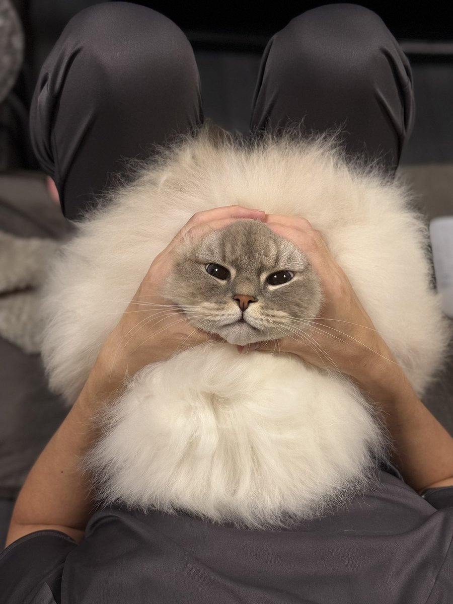 eleven11neko's tweet photo. とけねこ https://t.co/DKRusTI8OB