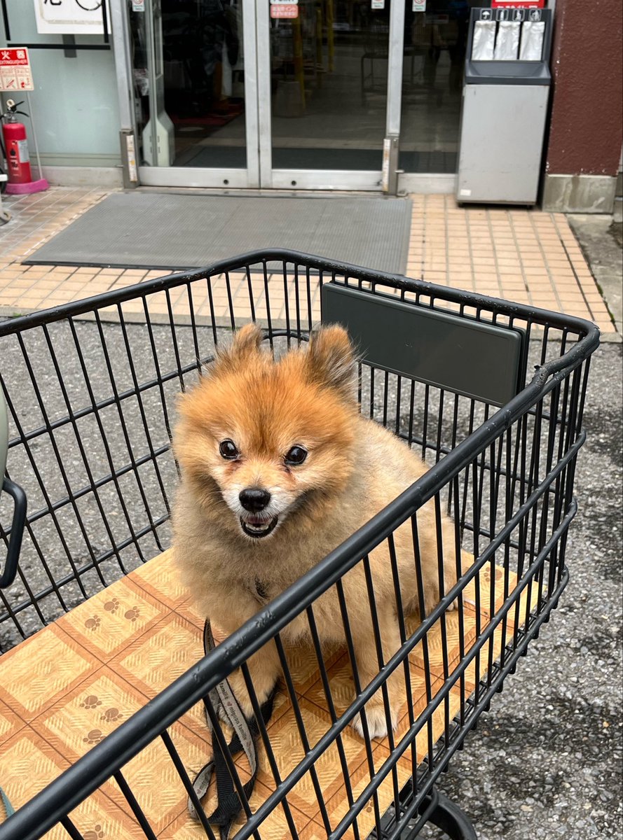 ukulele_yuichi's tweet photo. ALOHA
『いま一番欲しいものは？』と聞かれたら、
間違いなく
「連続したまとまった睡眠時間」と答えるなぁ。
マンゴーには、もっと朝遅くまで寝てて欲しいよー。
#ihearthawaii  今日もリアタイです。 https://t.co/fdqj6ctWrp