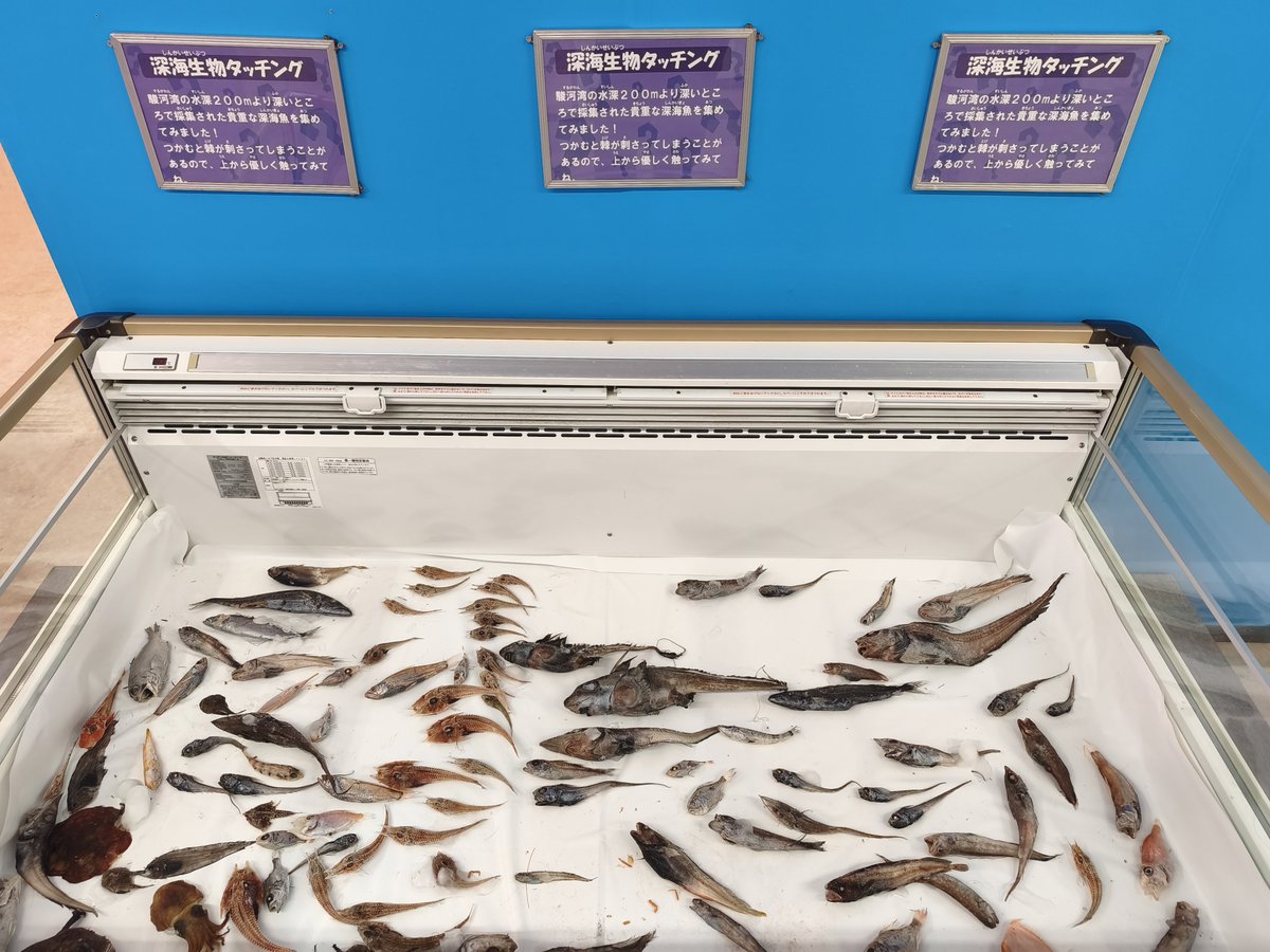 Omitarakashi's tweet photo. ウン年振りにいよてつ髙島屋へ
ほぼ毎年この時期は移動水族館を開催中

性質上小型の魚類や無脊椎が多いですが、サメやウミガメ、ペンギンといった人気者も
深海生物タッチングはなかなか貴重
会期は8/30まで
中四国の夏休みファミリーはぜひどうぞ！
#おもしろ不思議水族館 https://t.co/RtpmV5N80f