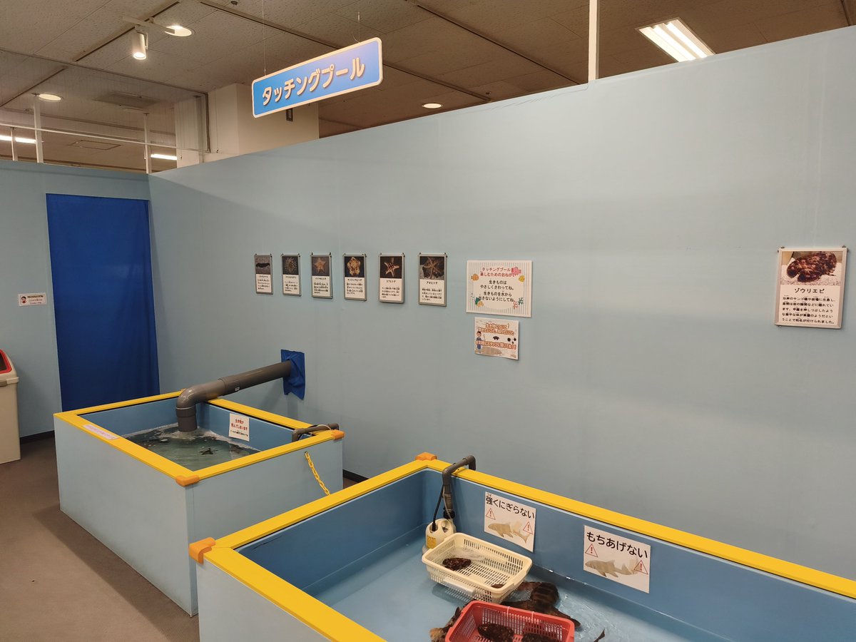 Omitarakashi's tweet photo. ウン年振りにいよてつ髙島屋へ
ほぼ毎年この時期は移動水族館を開催中

性質上小型の魚類や無脊椎が多いですが、サメやウミガメ、ペンギンといった人気者も
深海生物タッチングはなかなか貴重
会期は8/30まで
中四国の夏休みファミリーはぜひどうぞ！
#おもしろ不思議水族館 https://t.co/RtpmV5N80f