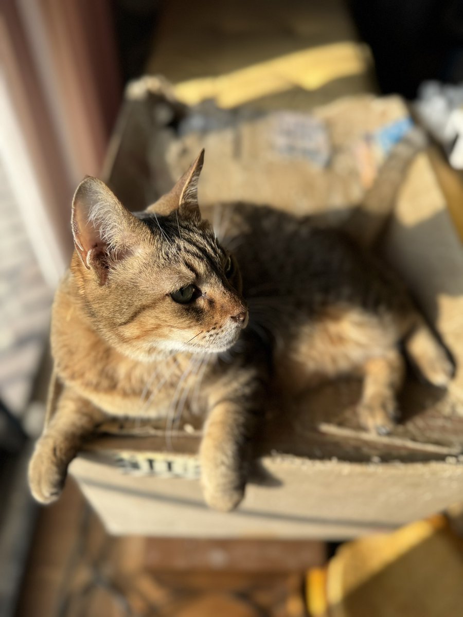 moshige's tweet photo. 昨日の活動日誌🐯thanks for catlog

U再計量→実測値で手入力🖐️

朝日を浴びて目覚めるかもしれない仔☀️

#今日のシュフ #ねこのいる暮らし #catlog https://t.co/eM84Yk9mAR