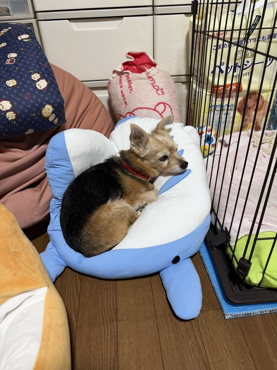 daipuu0408's tweet photo. ワシが寝るつもりで敷いた長座布団を奪って寝床にしたプーマ
今朝はお散歩から帰ってきて、ワシがよく寝てるところのそばにあったヒエヒエクッションで丸くなる
今日もよく寝てらっしゃる😌 https://t.co/NtkcD85ciF