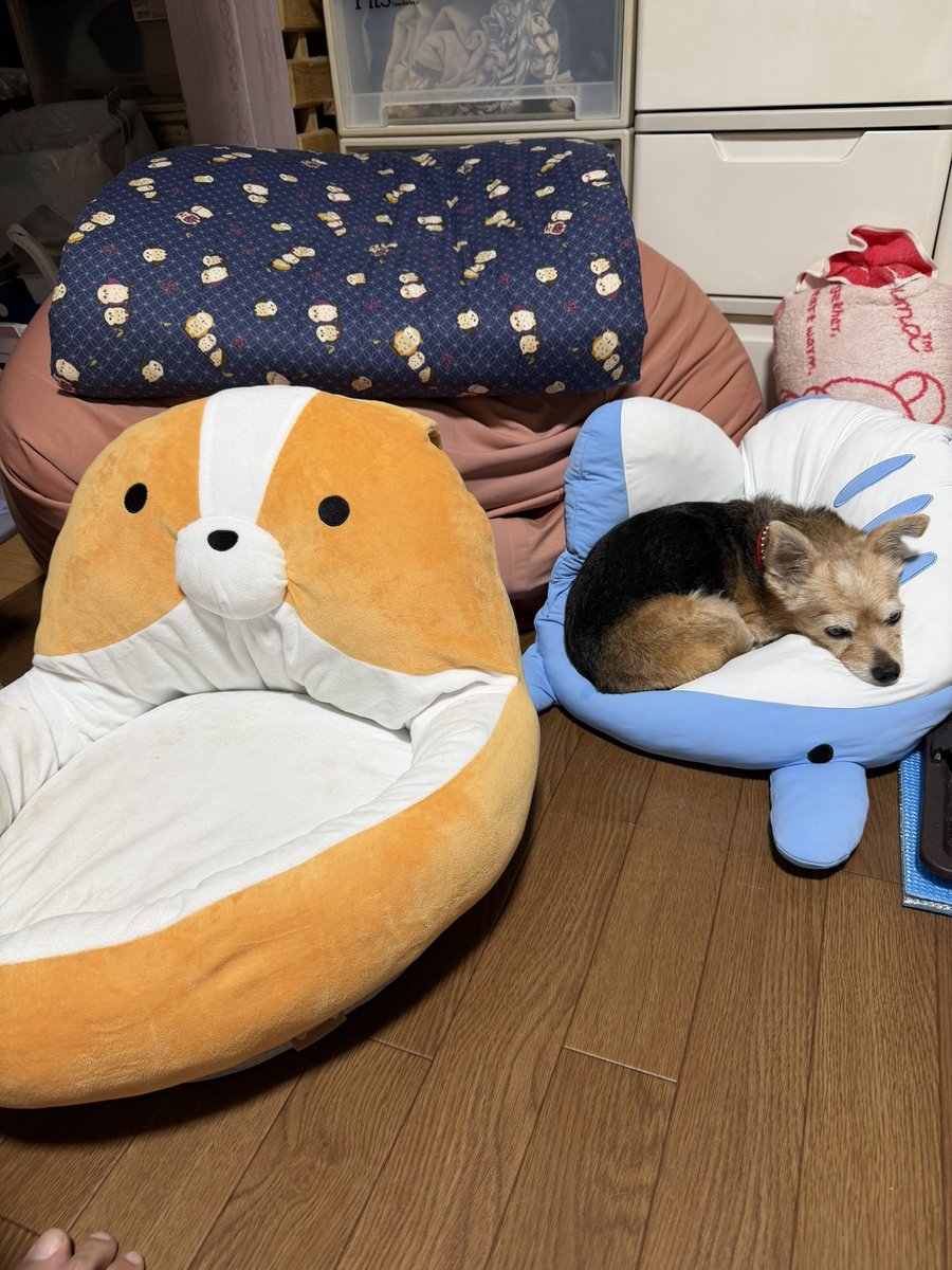 daipuu0408's tweet photo. ワシが寝るつもりで敷いた長座布団を奪って寝床にしたプーマ
今朝はお散歩から帰ってきて、ワシがよく寝てるところのそばにあったヒエヒエクッションで丸くなる
今日もよく寝てらっしゃる😌 https://t.co/NtkcD85ciF