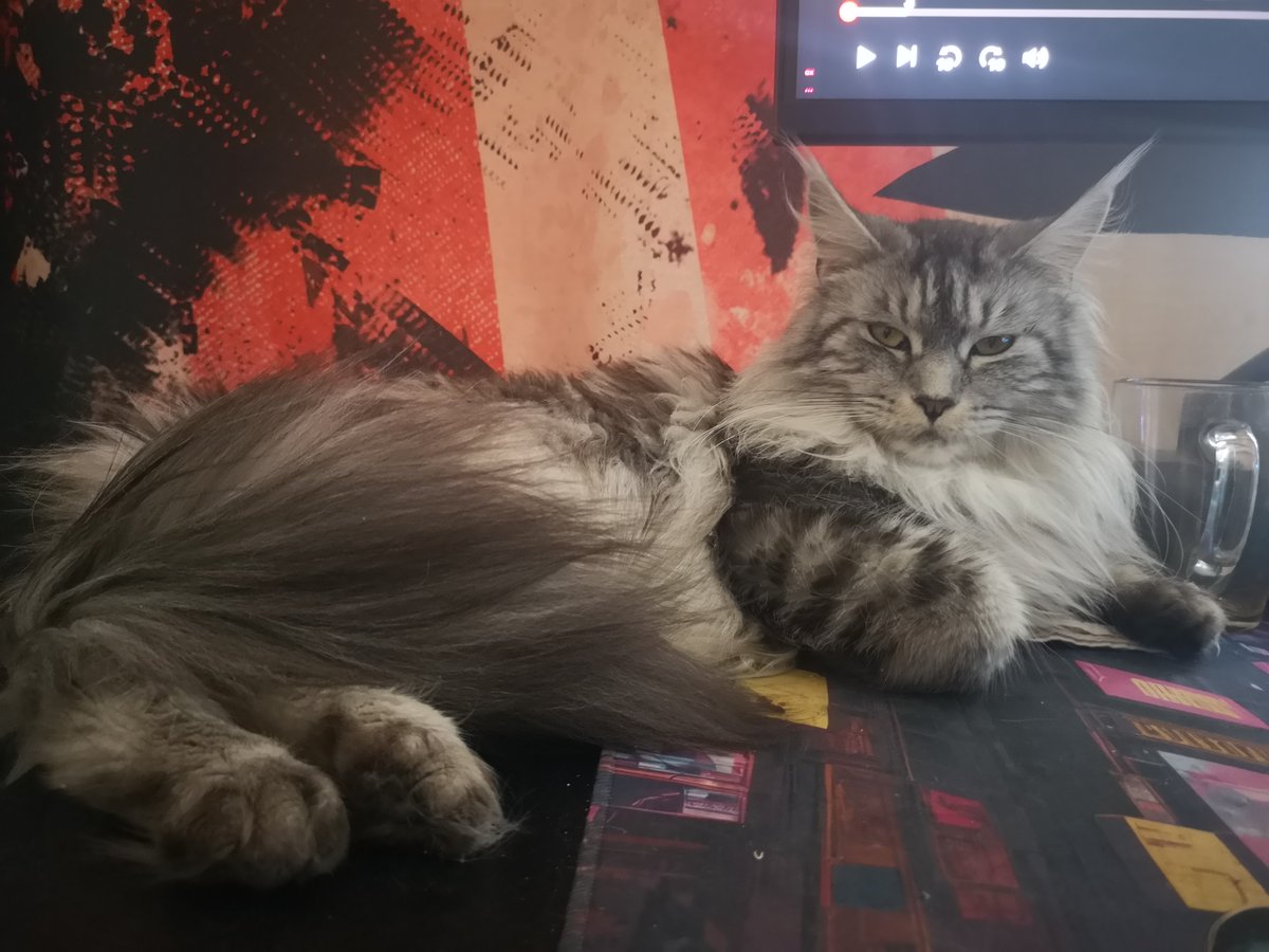 DulcineaKo's tweet photo. @Alexanderoaok You can't even imagine how much character she has. https://t.co/iOkYpxl2CX