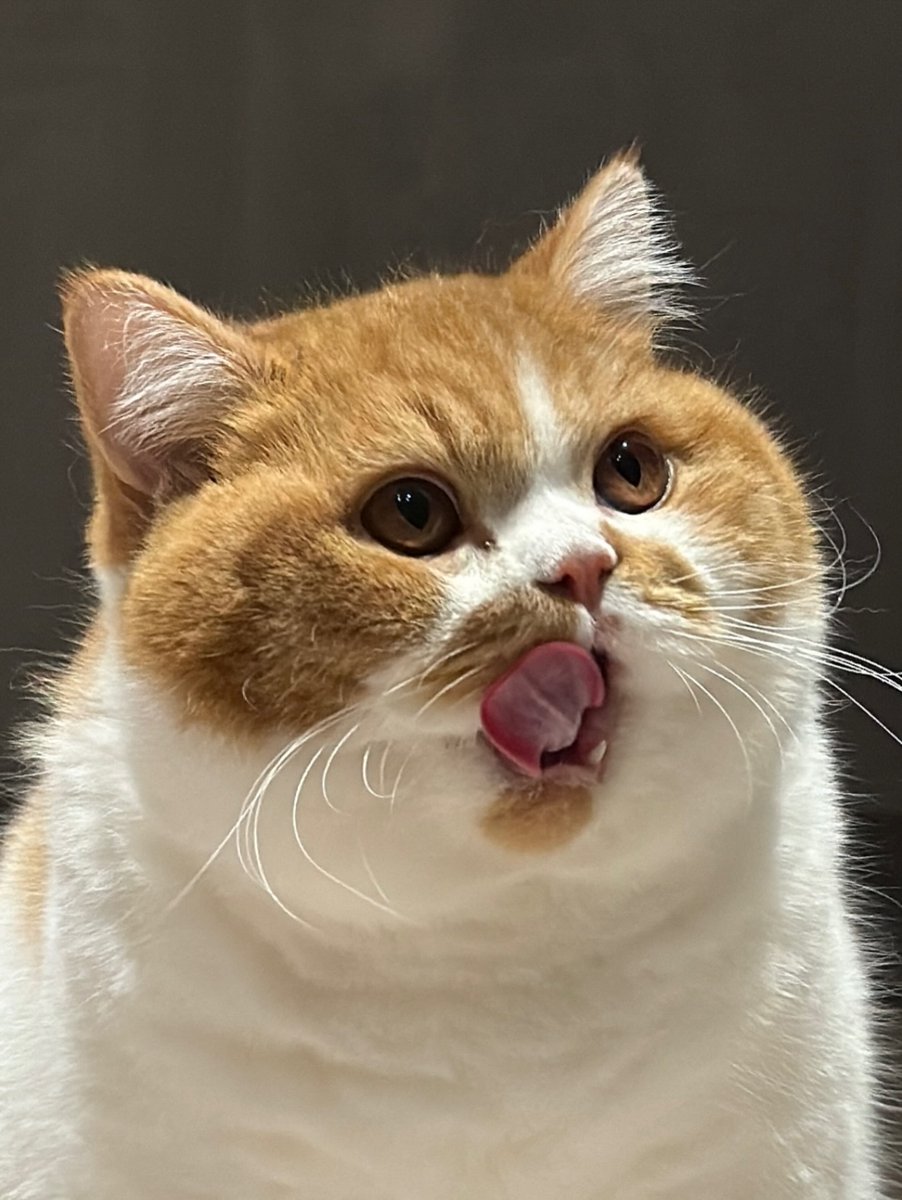 TinyWhiskersX's tweet photo. https://t.co/SoOWFGvYZI