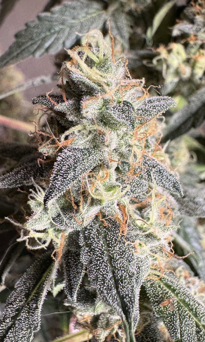BennettProduct's tweet photo. I’m sure it’s mids. 😂 what the fuck do I know. https://t.co/euJkCQo5Kr
