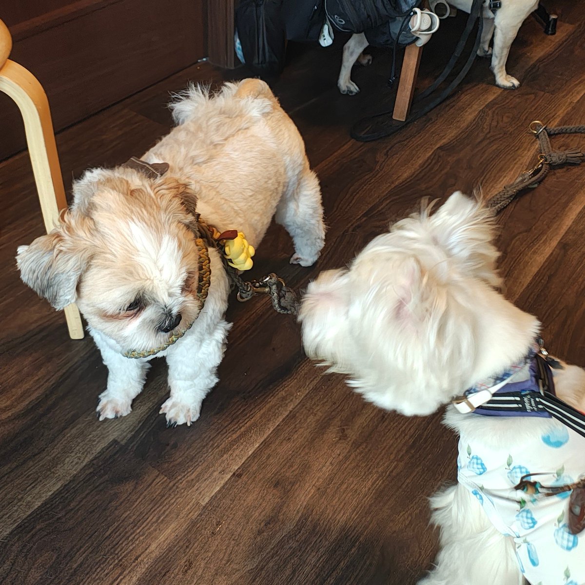zephyr_mf's tweet photo. にくきゅうカフェ @299dogcafe のモーニングに来てみました☕️ https://t.co/jHwk9yJOvi